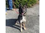 Adopt Nala a German Shepherd Dog, Border Collie