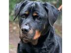 Adopt Lola a Rottweiler