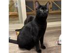 Adopt Soy Sauce a Domestic Short Hair