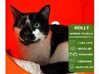 Adopt Holly a Domestic Short Hair