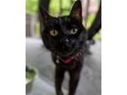 Adopt Solitaire a Domestic Short Hair