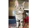 Adopt Dharma a Domestic Short Hair