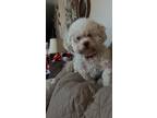 Adopt Tootsie fka Muffy a Maltipoo