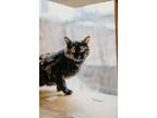 Adopt Tartar a Tortoiseshell