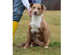 Adopt Sprinkles a Mixed Breed