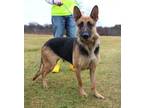 Adopt Shiloh a German Shepherd Dog