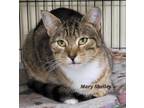 Adopt Mary Shelley a Domestic Short Hair