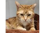 Adopt Charlotte a Domestic Short Hair