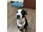 Adopt Angel a Pit Bull Terrier