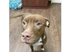 Adopt Brownie a Pit Bull Terrier