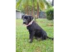 Adopt Midnight a Labrador Retriever, Cane Corso