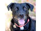 Adopt Rosalie a Retriever