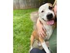 Adopt Lucky Charm a Pit Bull Terrier