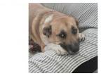 Adopt Clarice a Black Mouth Cur, Mountain Cur