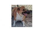 Adopt Clarice a Black Mouth Cur, Mountain Cur