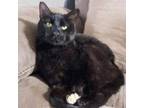 Adopt Lululemon a Domestic Short Hair