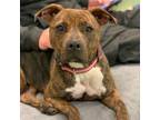 Adopt Nadine a Pit Bull Terrier, American Staffordshire Terrier