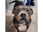 Adopt Valhalla a American Staffordshire Terrier, Pit Bull Terrier