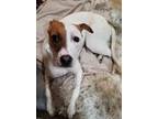 Adopt Poppy a Jack Russell Terrier