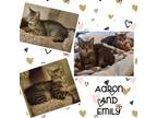 Adopt Aaron and Emily a Domestic Short Hair, Tabby