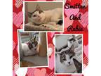 Adopt Smitten and Rubie a Domestic Short Hair