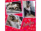 Adopt Baylee a Domestic Short Hair