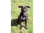 Adopt Inky a Terrier