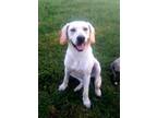 Adopt Lea a Labrador Retriever