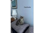 Adopt Cacahouette a Domestic Short Hair