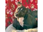 Adopt Kiara a American Staffordshire Terrier, Rat Terrier