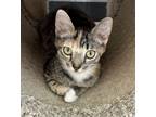 Adopt Junie a Domestic Short Hair