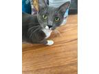 Adopt Tamale a Russian Blue, Tuxedo