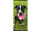 Adopt Millie Mae (Foster) a American Staffordshire Terrier
