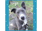 Adopt Hope a Pit Bull Terrier, Mixed Breed