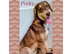 Adopt Pinky a Hound, Mixed Breed