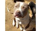 Adopt Lacey a Pit Bull Terrier