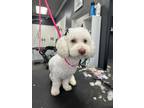 Adopt SKYE a Poodle, Bichon Frise