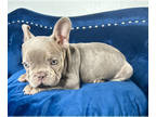 French Bulldog PUPPY FOR SALE ADN-746692 - CHAMPAGNE ISABELLA BOY