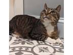 Adopt Shorty a Domestic Short Hair