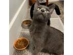 Adopt January a Domestic Short Hair