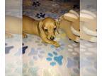 Dachshund PUPPY FOR SALE ADN-746778 - AKC Dachshund Puppy Holly