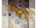 Dachshund PUPPY FOR SALE ADN-746840 - AKC Mini Dachshund Puppy Holly