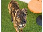 Adopt Sasha a Plott Hound, Boxer