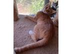 Adopt Fluer a Domestic Short Hair, Tabby