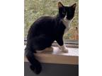 Adopt Beri a Domestic Short Hair, American Shorthair