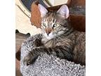 Adopt Paprika a Domestic Short Hair, Maine Coon