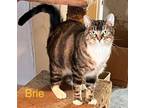 Adopt Brie a Domestic Short Hair, British Shorthair