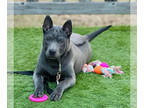 Thai Ridgeback PUPPY FOR SALE ADN-747038 - Thai Ridgeback Puppies