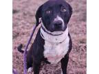 Adopt Polly a American Staffordshire Terrier