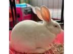 Adopt Brigitte Bundot a Bunny Rabbit
